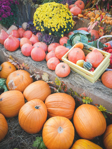 istock ripe vegetables and pumpkins at the vegetable fair 1432237412