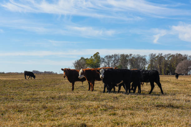 istock Cows grazing in the field, in the Pampas plain, Argentina 1432239739