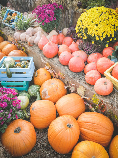 istock ripe vegetables and pumpkins at the vegetable fair 1432239789