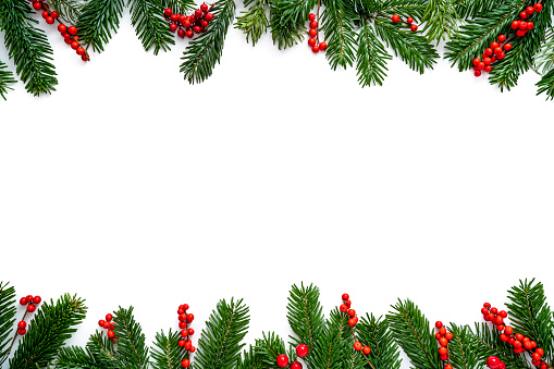 Christmas fir tree and holly berries border frame isolated on white background copy space real natural holly and fir