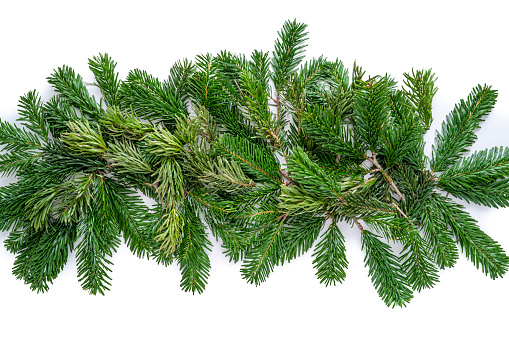 Fir tree branches isolated on white without shadow Set