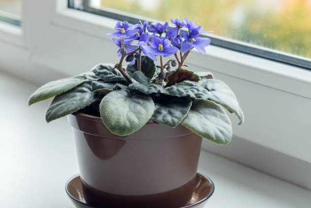 istock Blooming blue violet in a home interior on a light windowsill. 1432240902