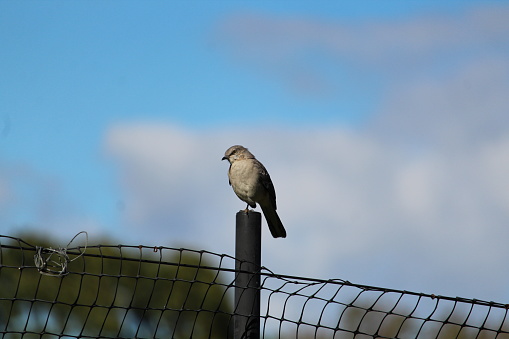 Adult Northern Mockingbird perched on fence pole