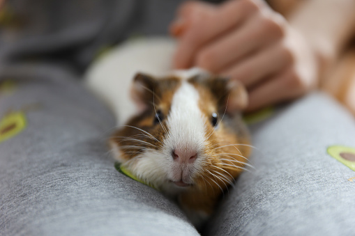 Woman holding cute little hamster indoors, closeup