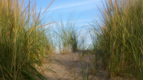 Sandy path to the beach through the tall beach grass on a dune.