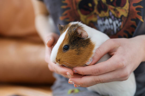 istock The guinea pig on his hands 1432243510