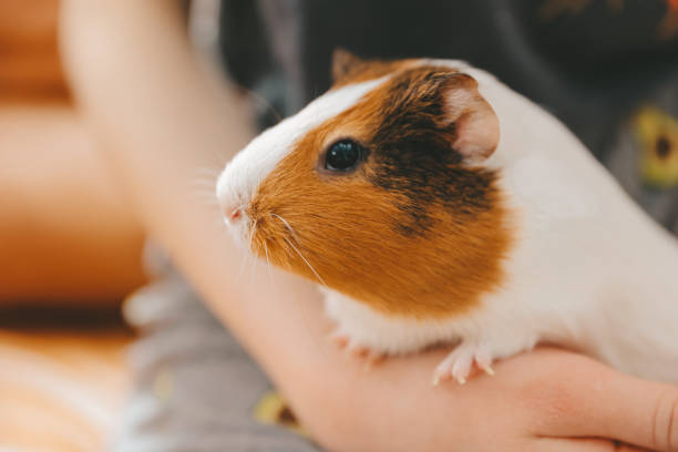 istock The guinea pig on his hands 1432244622