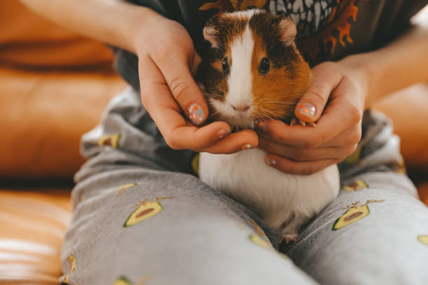 istock The guinea pig on his hands 1432244636