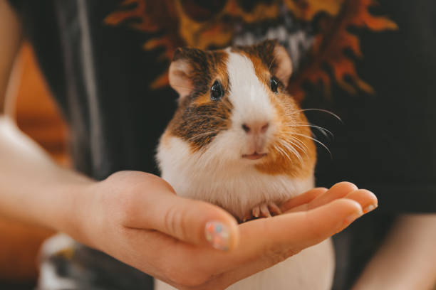 istock The guinea pig on his hands 1432244649