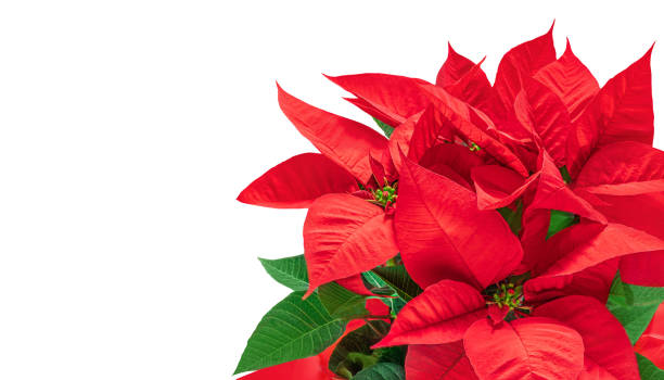 Christmas  poinsettia  isolated on white background. Xmas symbol Poinsetta as a gift Christmas  poinsettia  isolated on white background. Xmas symbol Poinsetta as a gift poinsettia stock pictures, royalty-free photos & images