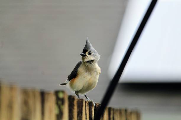 istock Adult Tufted Titmouse 1432246984