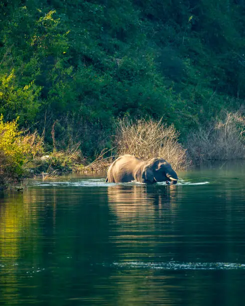 Photo of wild asian male elephant or tusker with big tusks swimming in water or crossing ramganga river at dhikala zone of jim corbett national park forest uttarakhand india asia - Elephas maximus indicus