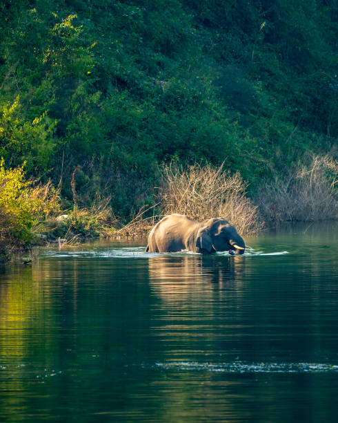 wild asian male elephant or tusker with big tusks swimming in water or crossing ramganga river at dhikala zone of jim corbett national park forest uttarakhand india asia - elephas maximus indicus - jim corbett national park 個照片及圖片檔