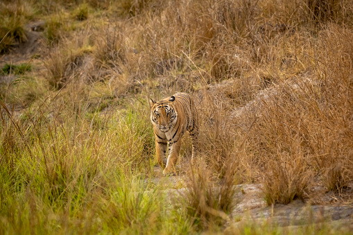 wild adult bengal male tiger or panthera tigris tigris head on with eye contact on territory marking in evening safari at bandhavgarh national park forest umaria madhya pradesh india asia