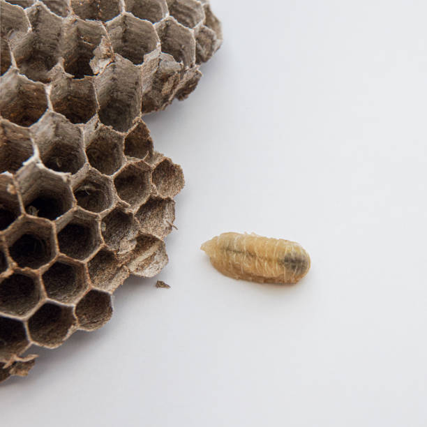 istock Honeycombs and Asian wasp larva 1432249147