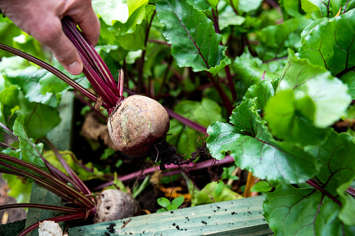 Beetroot being picked from a raised bed of a vegetable garden