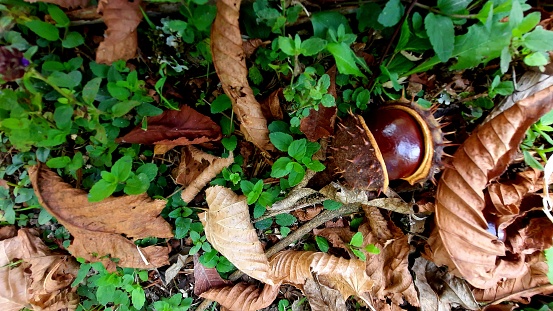 Chestnuts in autumn forest with leaves and green plants and dirt