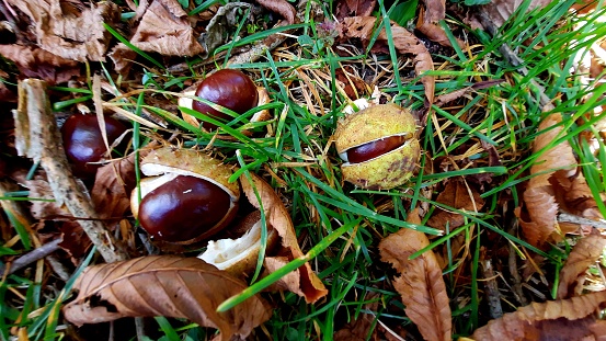 Chestnuts in autumn forest with leaves and green plants, grass and dirt