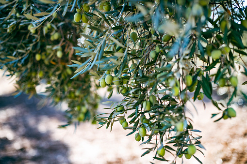 Green Olives on the Branch Waiting to be Picked