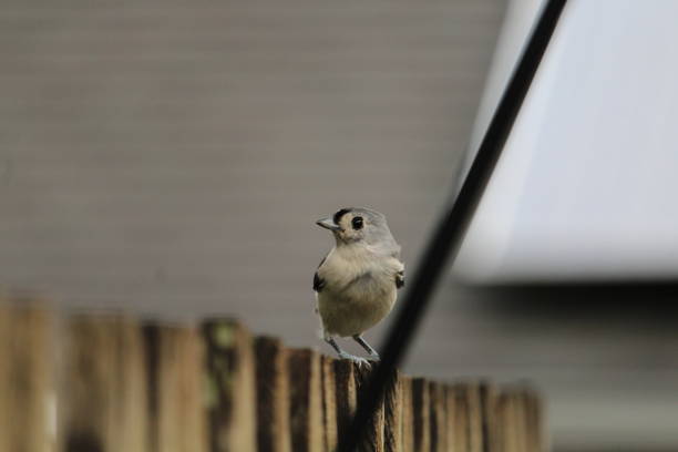istock Adult Tufted Titmouse 1432253363