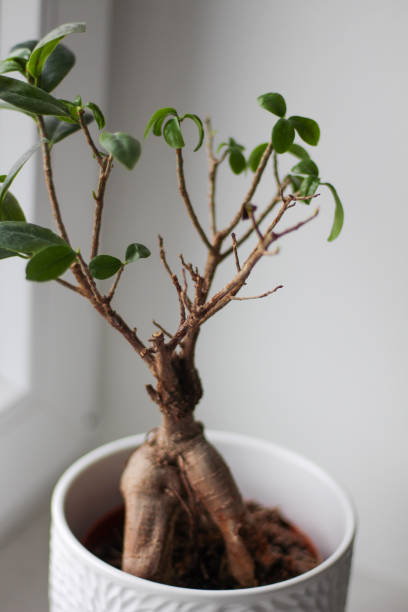 This Cypress tree is a favorite of Japanese horticulturists who make miniature versions of this plant in containers.
