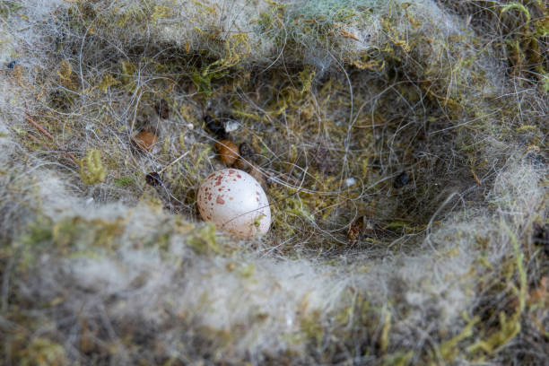 Free Stock Photo of Close Up of Bird Eggs in Nest | Download Free ...