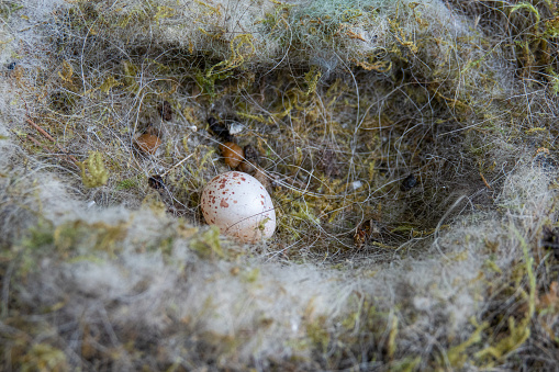 Tit bird egg in the abandoned nest