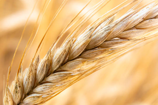 istock Golden wheat spike in a field 1432262768