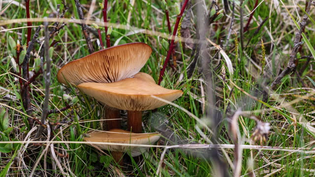 Mushroom on the Qinghai Tibet Plateau