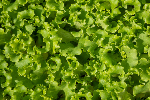 Salad background, freshness green salad leaves of frisee, romaine salad, radicchio, food banner