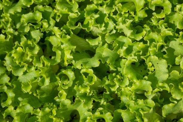 green iceberg lettuce - bibb lettuce imagens e fotografias de stock