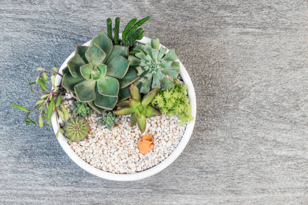 istock Group of succulent and cactus arrangement decor element clay pot 1432264554
