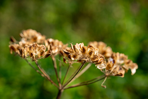 Dried cow parsley in a nature reserve