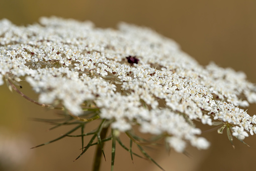 Close up of little white Gypsophila(Baby's-breath) flowers on blur background