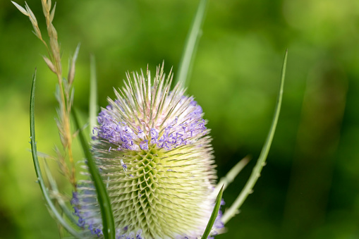 Thorny plant of Eryngium. Medicinal plant in summer. Seasonal flowers. Herbal pharmacy. Homeopathy