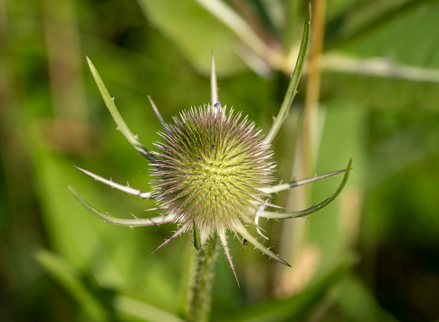 Teasel flower head