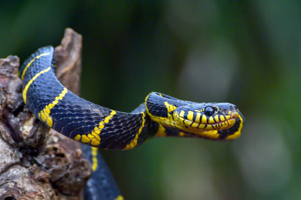 istock The gold-ringed cat snake in attacking position 1432268212