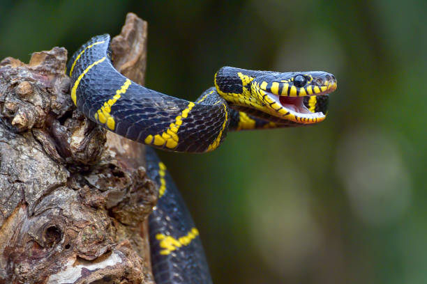 istock The gold-ringed cat snake in attacking position 1432268312
