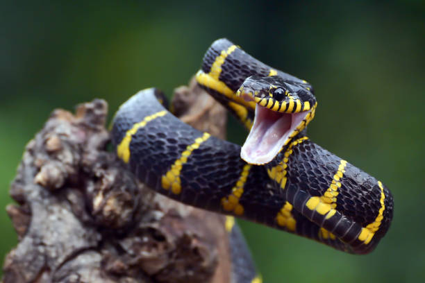 istock The gold-ringed cat snake in attacking position 1432268325