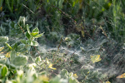 Cobwebs on a bush.