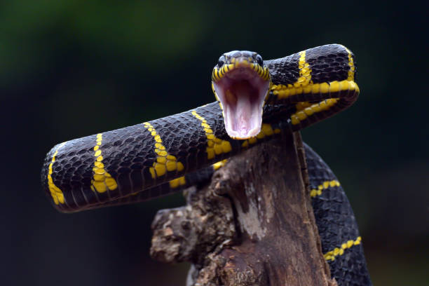 istock The gold-ringed cat snake in attacking position 1432268388