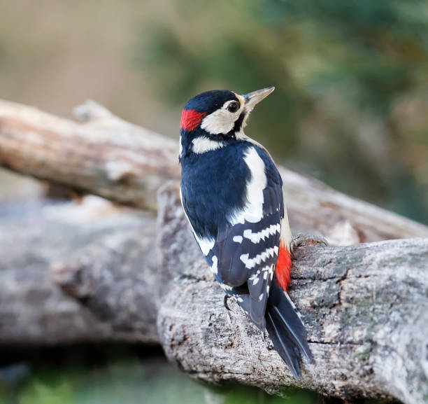 istock Great Spotted Woodpecker (Dendrocopos major) Male 1432268462