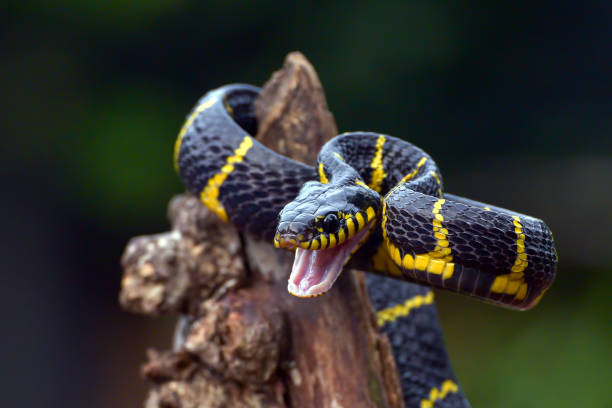 istock The gold-ringed cat snake in attacking position 1432268490