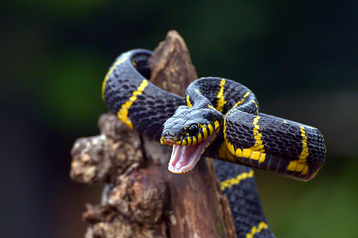Boiga dendrophila, commonly called the mangrove snake or the gold-ringed cat snake, is a species of rear-fanged venomous snake in the family Colubridae.