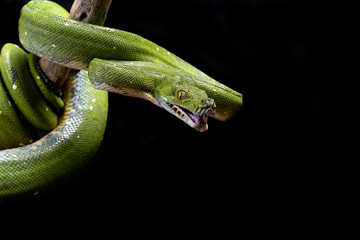 The green tree python (Morelia viridis) is a species of snake in the family Pythonidae. The species is native to New Guinea, some islands in Indonesia