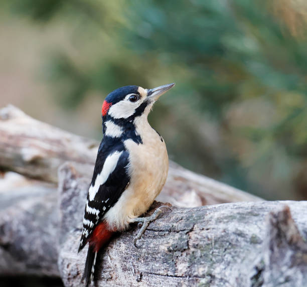 istock Great Spotted Woodpecker (Dendrocopos major) Male 1432268524
