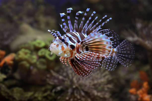 istock Poisonous lion fish showing its sharp fins 1432269393