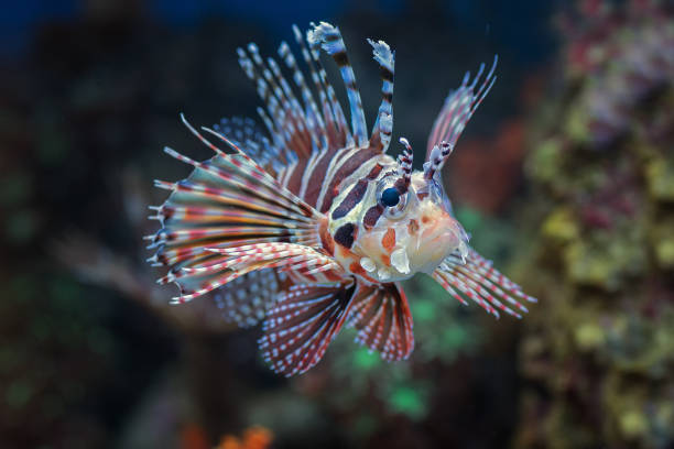 istock Poisonous lion fish showing its sharp fins 1432270491
