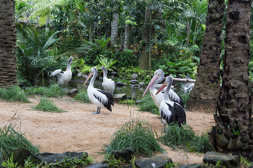 Birds in a Zoo