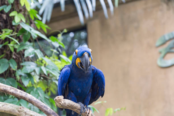 Birds in a Zoo